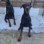 selling 2x female dobermans £600 each ono in London