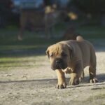 Boerboel Puppies in London