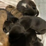 Cane corso cross Staffy pups in Worcester
