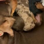 Miniature Dachshund Puppies in Carmarthenshire