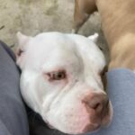 pocket bully in Birmingham
