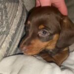 Female Dachshund Puppy, Chocolate And Tan in Carmarthenshire