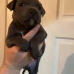 KC REGISTERED CHAMPION BLOODLINE STAFFORDSHIRE BULL TERRIER PUPS FOR SALE in Bradford
