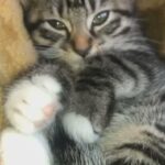 Kitten For Sale in Bradford