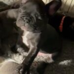 French Bulldog Puppies Soon Available 🐾 in North Warwickshire