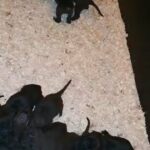 black presa canario Pups ready to leave in Derby