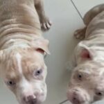 Female Pocket Bully Puppy in Birmingham