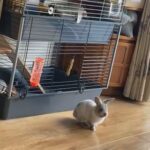 Female Harlequin X French Lop With Full Setup in East Dorset