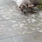 American Pocket bully in Birmingham