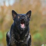Czech Health tested German Shepherd Puppies in Wolverhampton