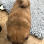 Chow Chow Puppies in Cardiff