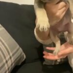 Frenchies in Birmingham