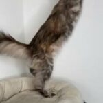 Active Adult Female Maine Coon in London