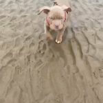 Lilac Tri Pocket Bully Male in Liverpool