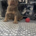 French Bulldog Puppie in Cardiff
