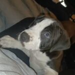 10 week ol male American bully in Rochdale