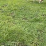 Beautiful 2 year Old skye in London