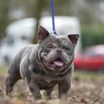 Mclovin Son For Stud in Staffordshire