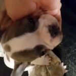 frenchie puppy in Nuneaton & Bedworth