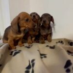 Dachshund’s Puppies For Sale in Central Bedfordshire