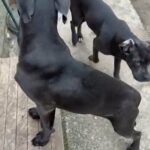 Cane Corso Champion Bloodline Blue Female in London