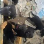 Welsh Collie/lab Retriever Cross Pups in Warwick