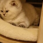 *EXCLUSIVE *Champion line  ny12 33 female britishshorthair in Peterborough