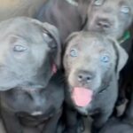 Blue Cane Corso Puppies in Sefton
