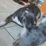 Bossy X Snowstorm Blue Tri Merle Boy XL in Newark and Sherwood