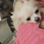 Chihuahua boy in Bassetlaw