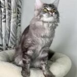 Active Rare NS25 Active Male Maine Coon in Slough