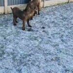 serbian import presa canario male avalible in Derby