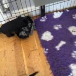 Portuguese Water Doodle Puppies in London