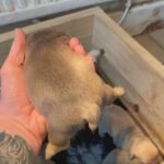 7 French Bull Dog Puppies in Staffordshire