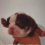 English Bulldogs in London
