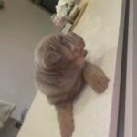 Lilac And Tan Shar Pei Girl ? in London