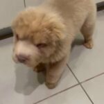 Ready Now! Lilac & Tan Bear Coat Shar Pei in London