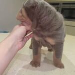 Blue & Tan Shar Pei Girl Carries Bear Coat Gene in London