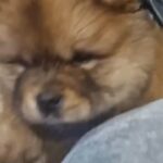 Brum k9 chow chows in Birmingham