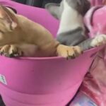 Ready Now  3 Boys French Bulldog in Boston