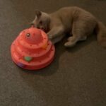 British Short Hair Female Adult Cat in Nottingham