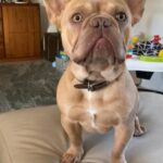 Stud (Dog)For Sale in London