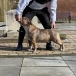 Hmdbullys Chicken Nugget Open For Stud in Tameside