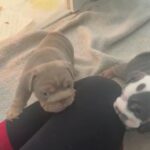 ENGLISH BULLDOG PUPS in Nottingham