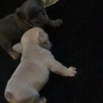 K.c Register French Bulldog Puppies in Thurrock