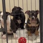 Muscletone Pocket Bully Puppies 14 Weeks Old in London