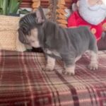 Big Rope French Bulldog Puppies in Norfolk