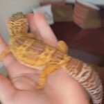 Female Leopard Gecko With Full Setup in East Dorset