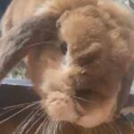 Female Mini Lop Rabbit in East Dorset