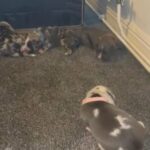 American Bully Puppies ABKC in Manchester